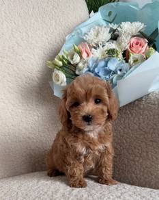 K5963 Precious Poodle Little Bear Puppy Puppy