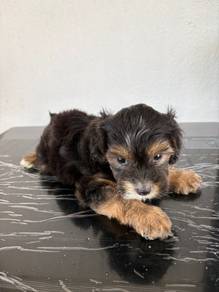 shihpoo
