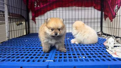 Brown Pomeranian