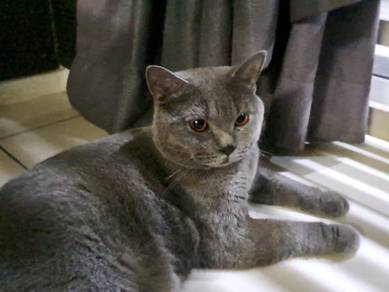One Year old Male BritishShortHair