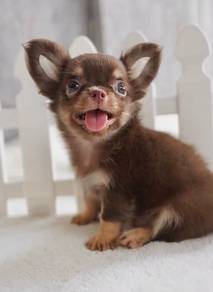 CHIHUAHUA PUPPIES 327 🌷Head Apple Cute Dog