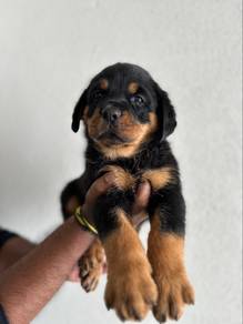 Rottweiler now available