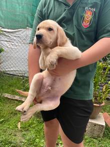 Labrador