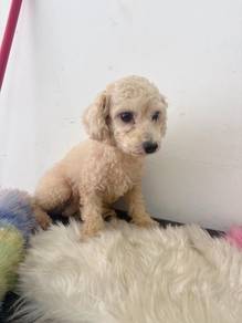 toy poodle