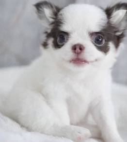 CHIHUAHUA PUPPIES VIP204🌷Head Apple Cute Dog