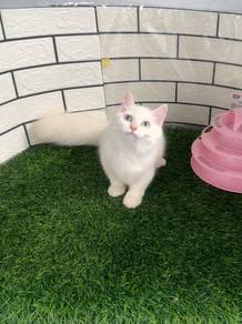 Longhair Munchkin kitten