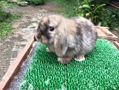 Arnab Lop Ear