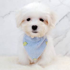 Maltese