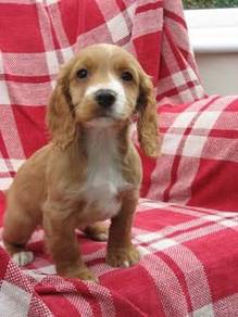 cocker spaniel 