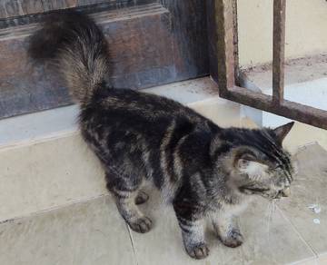 kucing marble bulu lebat