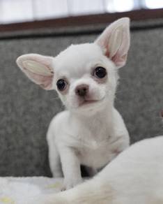 CHIHUAHUA PUPPIES 170🌷Head Apple Bonnie Dog Girl