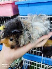 guinea pig jantan