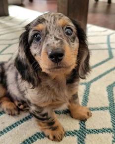 QWW333 Dachshund dapple haired puppy dog