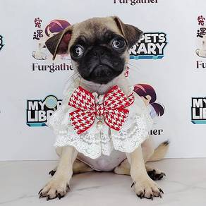 Pug
