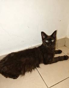 1 Year Old Female Maine Coon Cat – Vaccinated