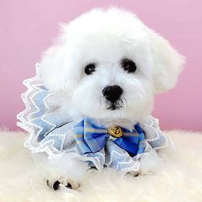 Maltipoo