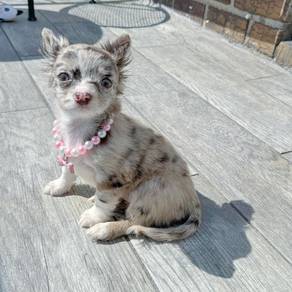 T2W3000 Chihuahua long haired dapple color