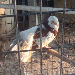 Pigeon