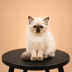 Ragdoll x British Long Hair Seal Point