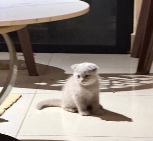 scottish fold lilac female kitten