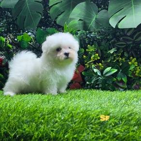 Cute adorable Maltese baby with mka cert