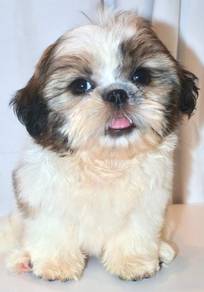 i32 Charming ShihTzu Dog