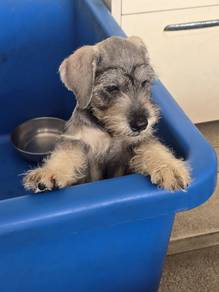 Miniature Schnauzer 