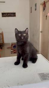 Non Standard Munchkin