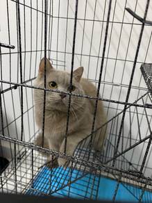 BSH for rehome