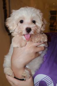 J0807 Maltipoo Wavy Hair Puppy