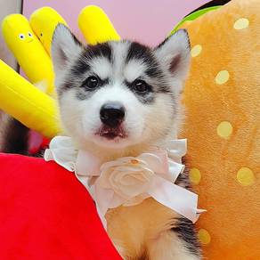 Husky