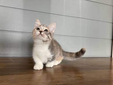 Munchkin Standard (Female)