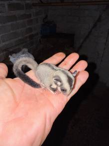 Baby Sugar glider