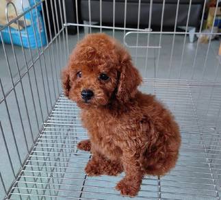poodle puppy9