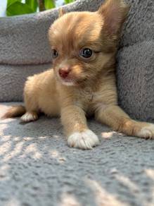 chihuahua puppy available 