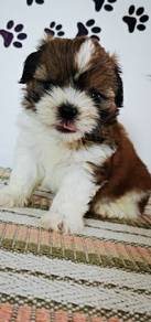 shihtuz 1