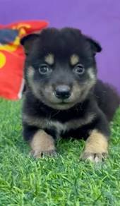 Shiba inu black tan puppy