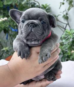 FRENCH BULLDOG PUPPIES S249 🌻 Premium Quality