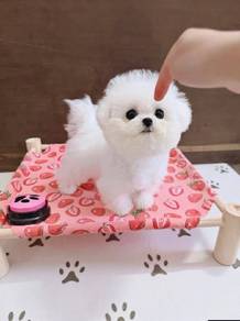 mini Bichon -boy 