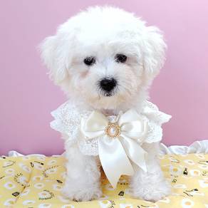 Bichon
