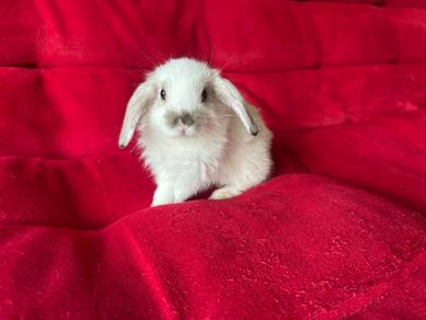 Holland Lop Rabbits 6weeks old