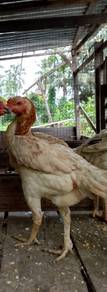 ayam ganoi betina ori