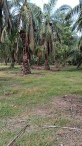 Agricultural Land in Muar, JHR