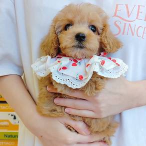 Poodle