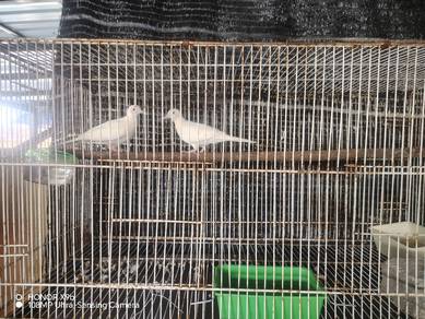 merbuk putih