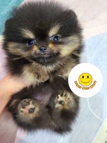PP1011 Pomeranian black tan haired puppy