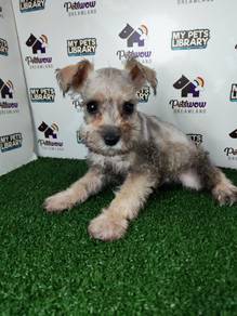 Miniature schnauzer silver and pepper