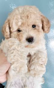 TRR17 Tiny Poodle super adorable puppy