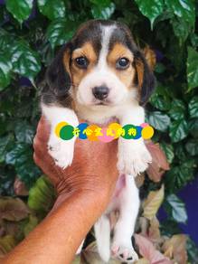 Beagle (F)