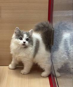 non standard munchkin British long hair cat